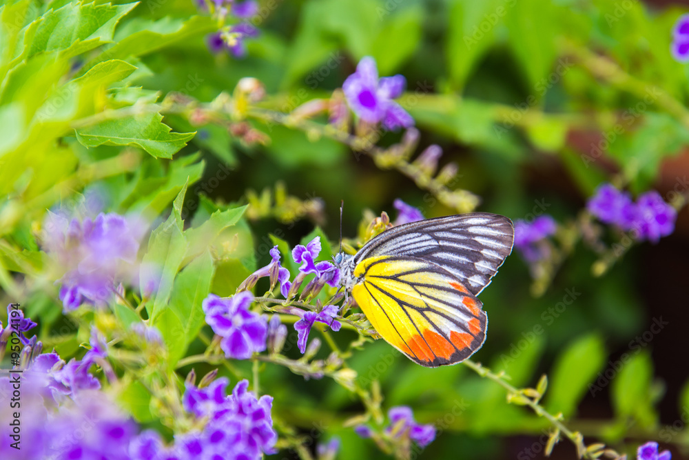 Naklejka premium butterfly on flower -Blur flower background