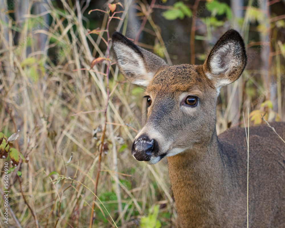 Cerf de Virginie femelle