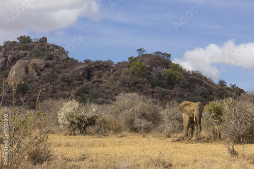 Wild African Elephant