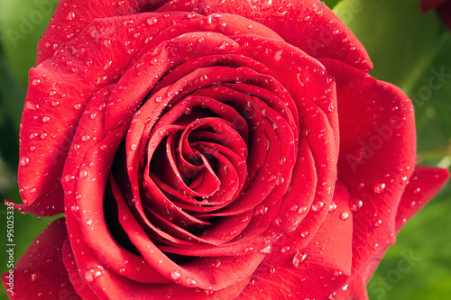 Flower red rose with water drops