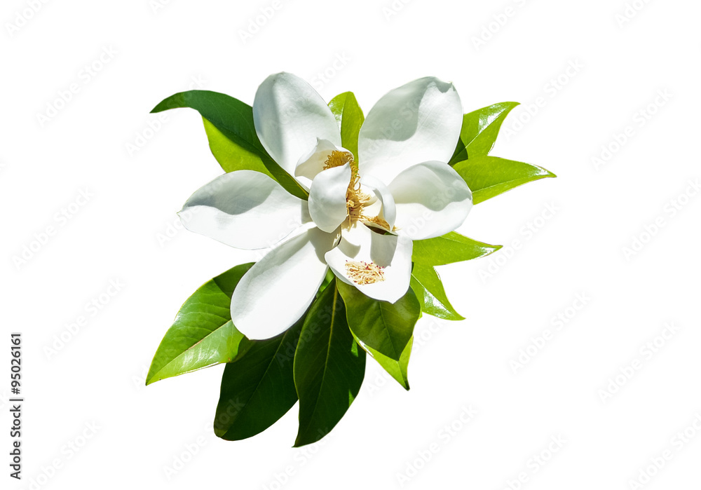 Naklejka premium magnolia