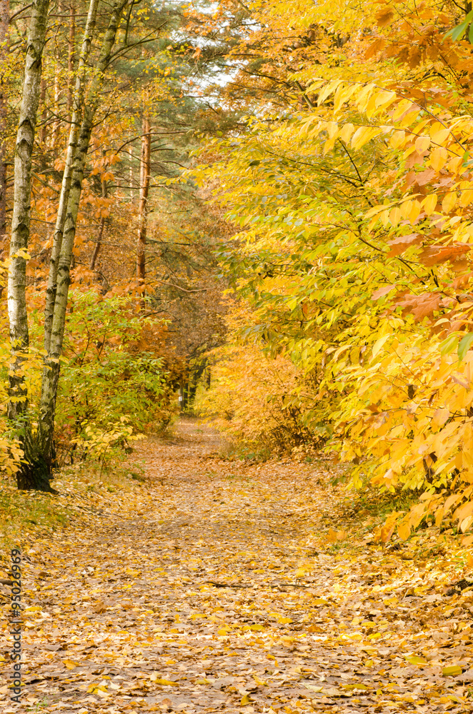 footpatyh in fall forest footpatyh in fall forest