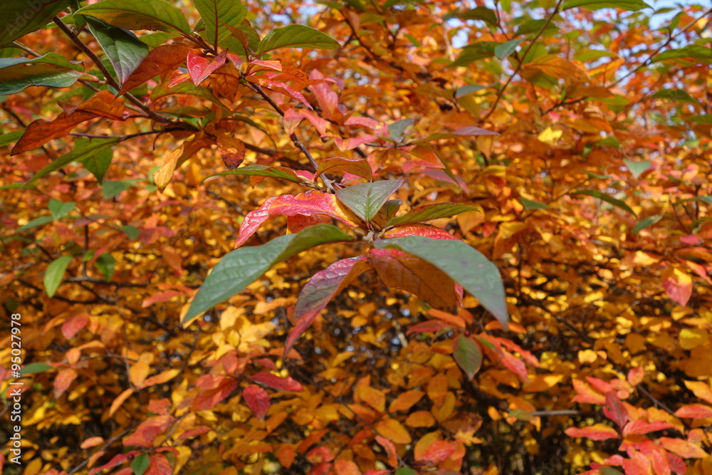 Strauch Herbst StockFoto Adobe Stock