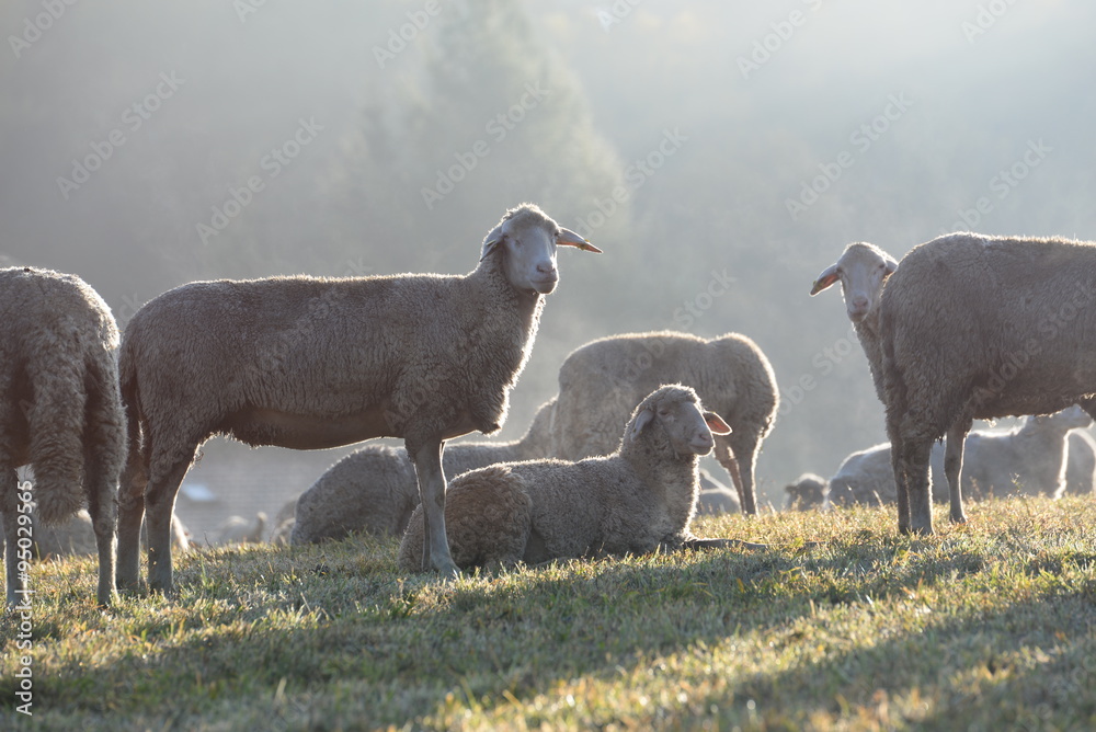 Fototapeta premium Morgens auf der Schafweide, Schafherde im Morgennebel