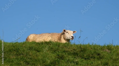 Deichschaf, Wiederkäuer, Ruminant Animals; photo