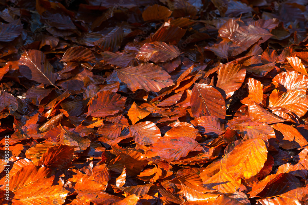 Wet Leaves in Autumn on the Ground / Wet leaves, brown, orange and red, in autumn on the ground in the undergrowth