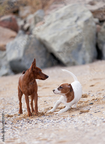 Dogs playing on the beach