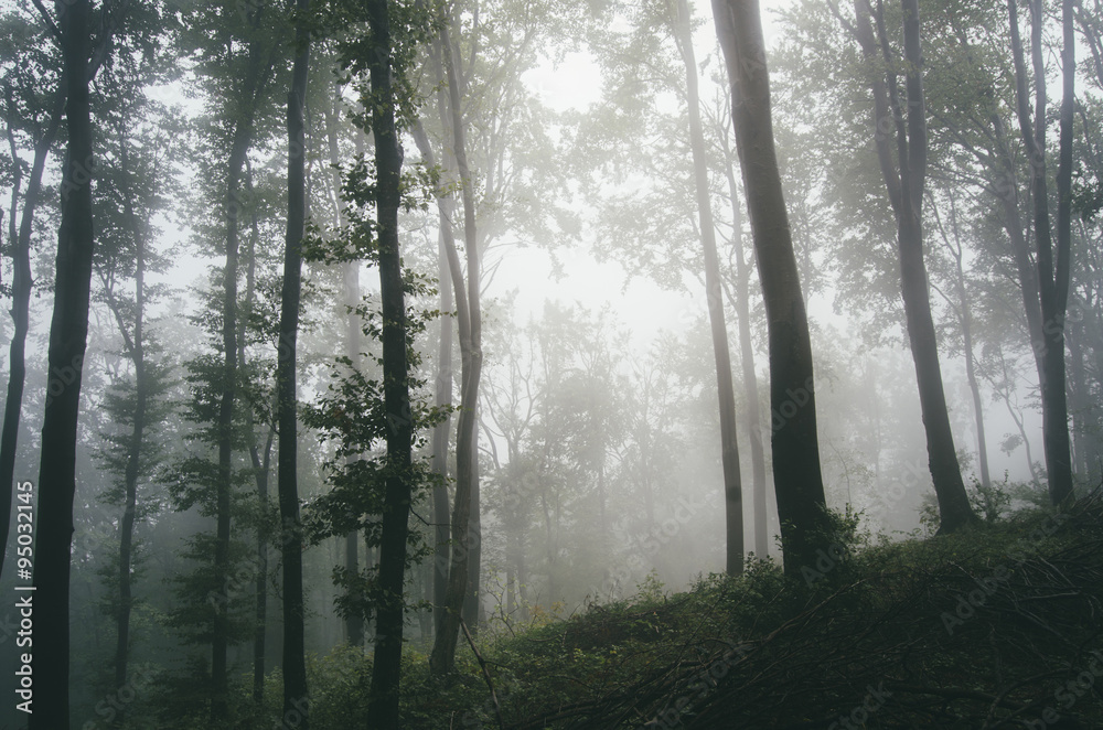 foggy forest on rainy day foggy forest on rainy day