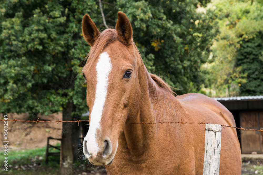 Obraz premium Cavallo quarter