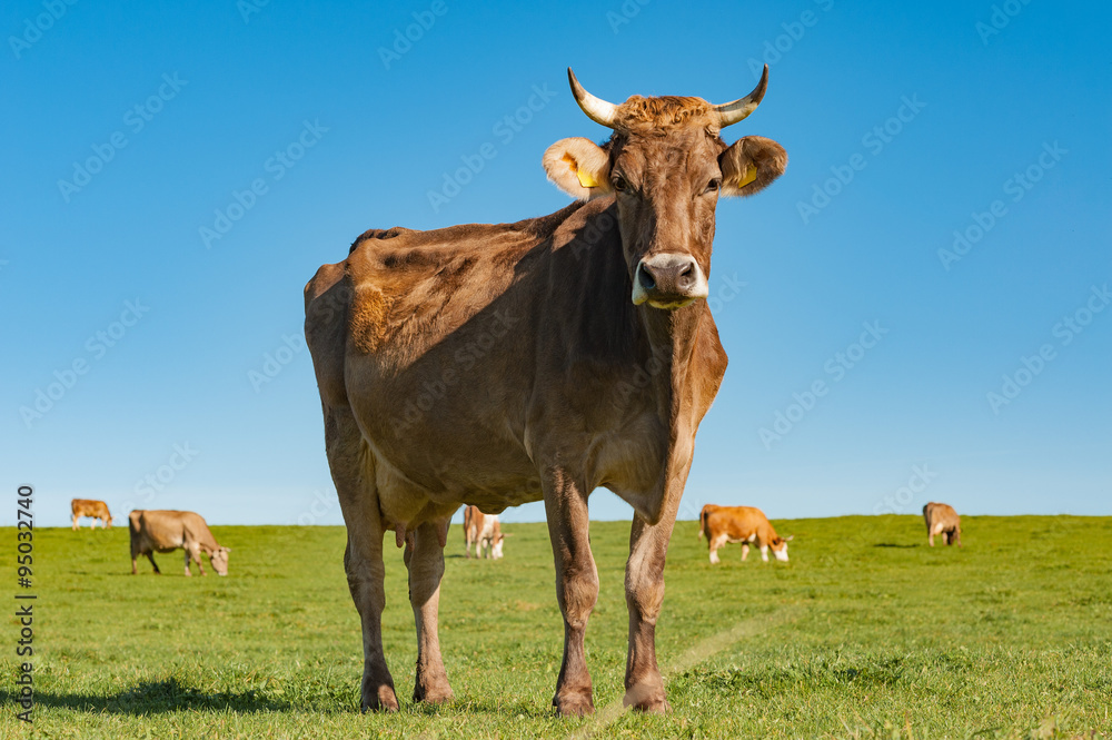 Rinder grasen auf einer Weide