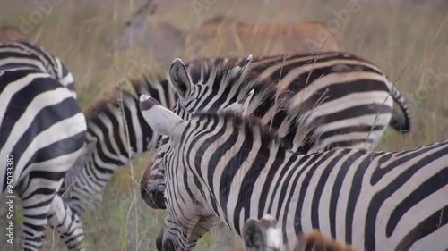 CLOSE UP: Zebras in Africa