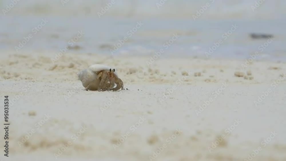 SLOW MOTION: Little hermit crab crawling along the sandy beach SLOW MOTION: Little hermit crab crawling along the sandy beach