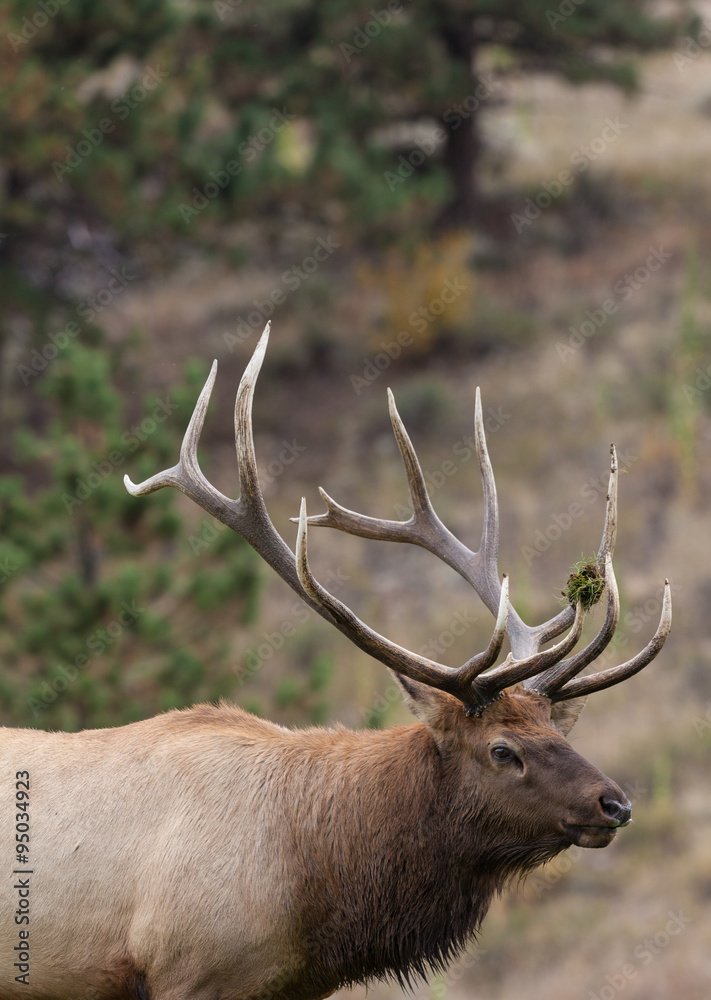 Bull Elk Bull Elk