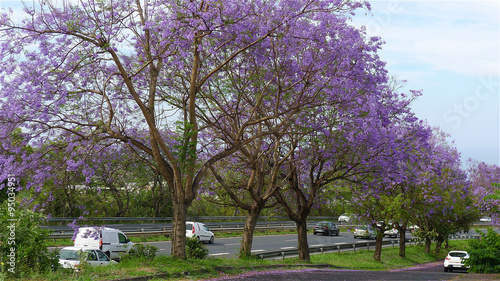 Route bordée de jacarandas en fleurs, île de la Réunion