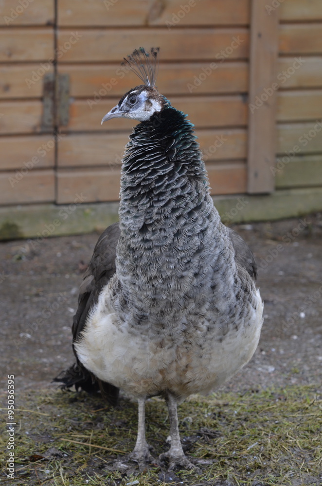 Obraz premium Павлин