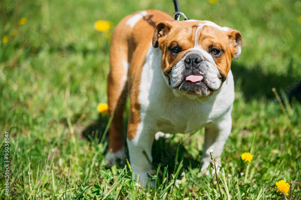 White and Red English Bulldog Dog In Green Grass Outdoor