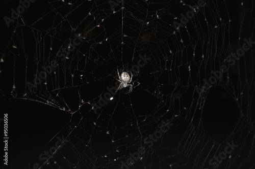 spider on a spider web at night