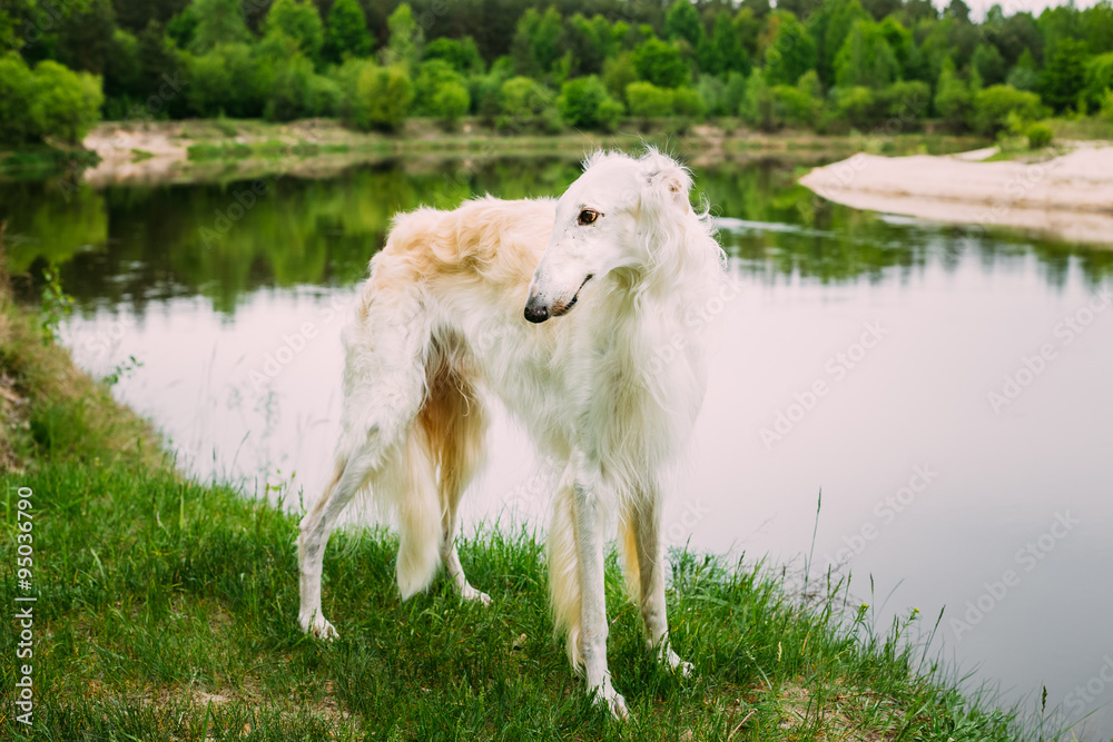 White Russian Borzoi, Borzaya Hunting Dog walking near river White Russian Borzoi, Borzaya Hunting Dog walking near river