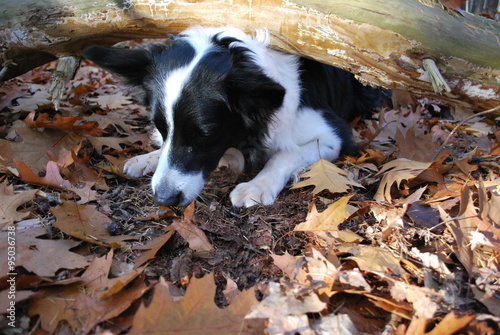 Autumn in the park with border collie