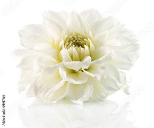 white flower isolated on the white background