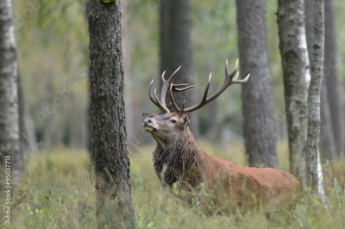 Red Deer © grus444