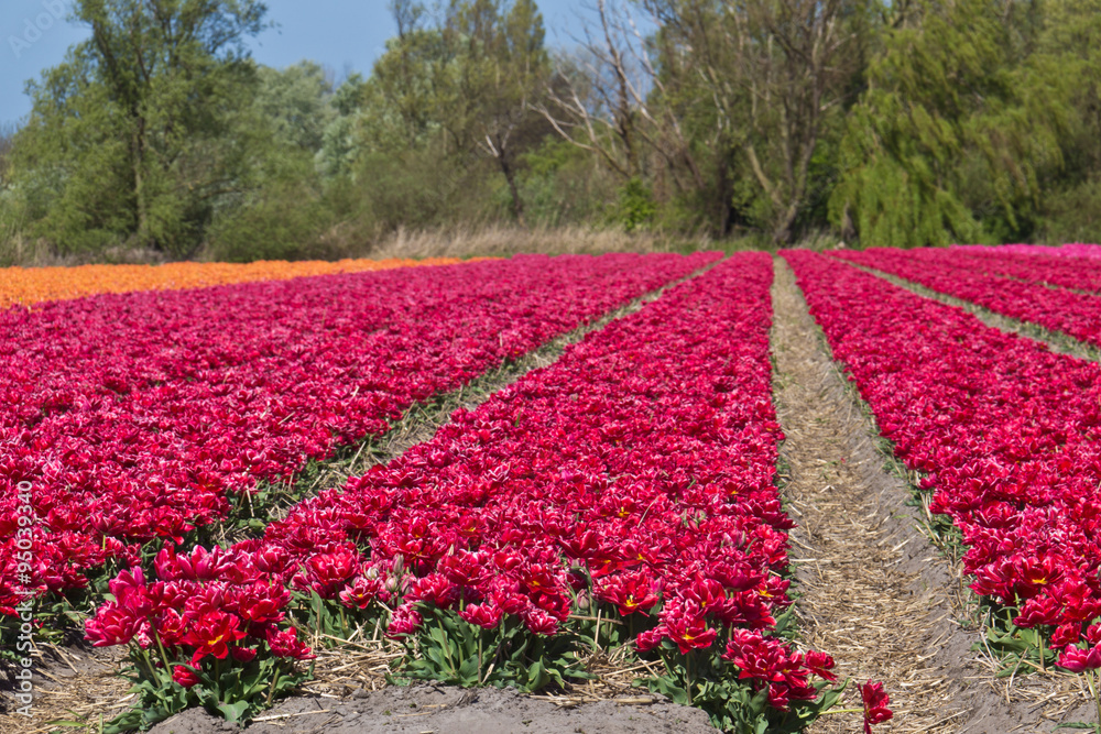 Red tulip growing at flower farm in Holland