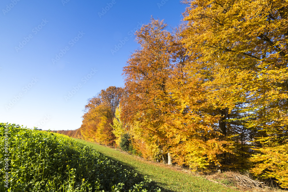 Waldlichtung im Herbst, Baden-Württemberg, Deutschland