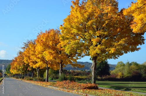 Strasse im Herbst mit bunten Herbstfarben der Bäume