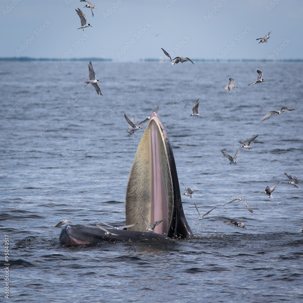 Fototapeta premium The Bryde's Whale.