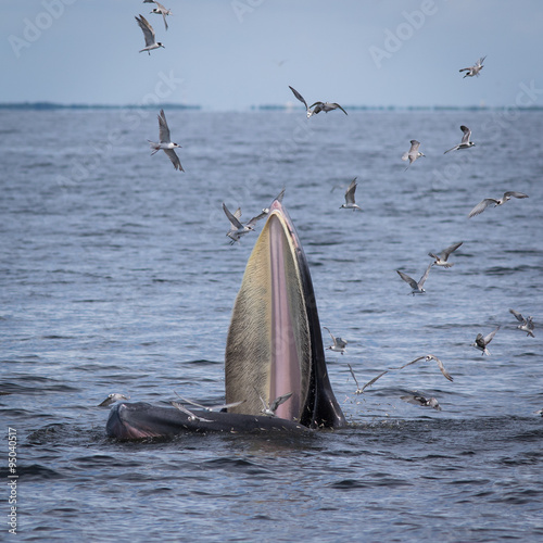 The Bryde's Whale.