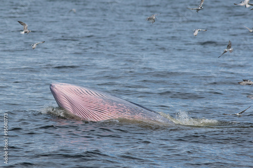 The Bryde's Whale.