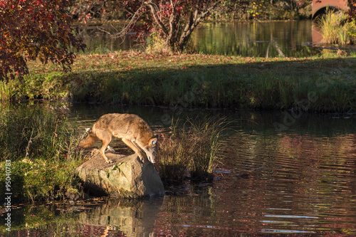 Coyote  Canis latrans  Looks at Water From Rock