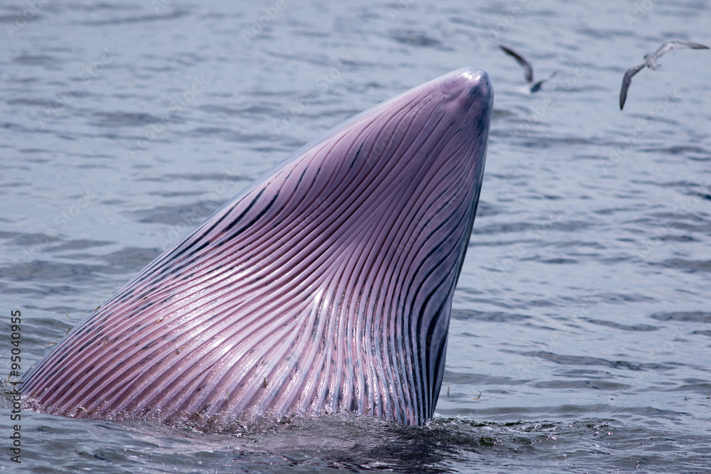 Fototapeta premium The Bryde's Whale.