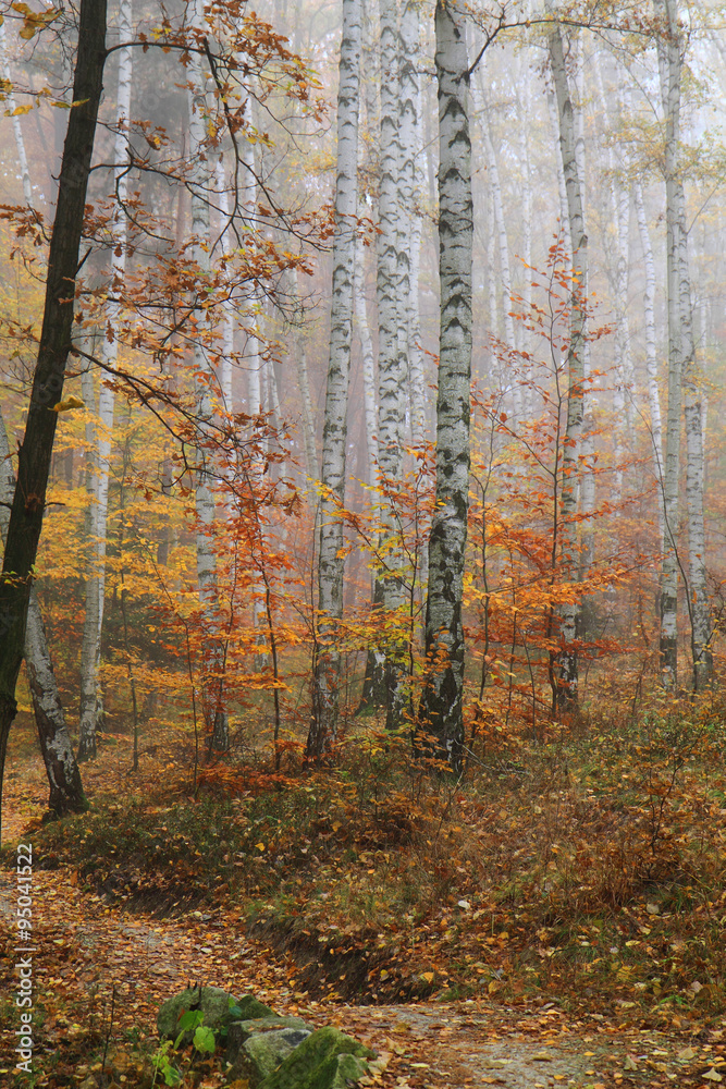 Fototapeta premium autumn yellow park