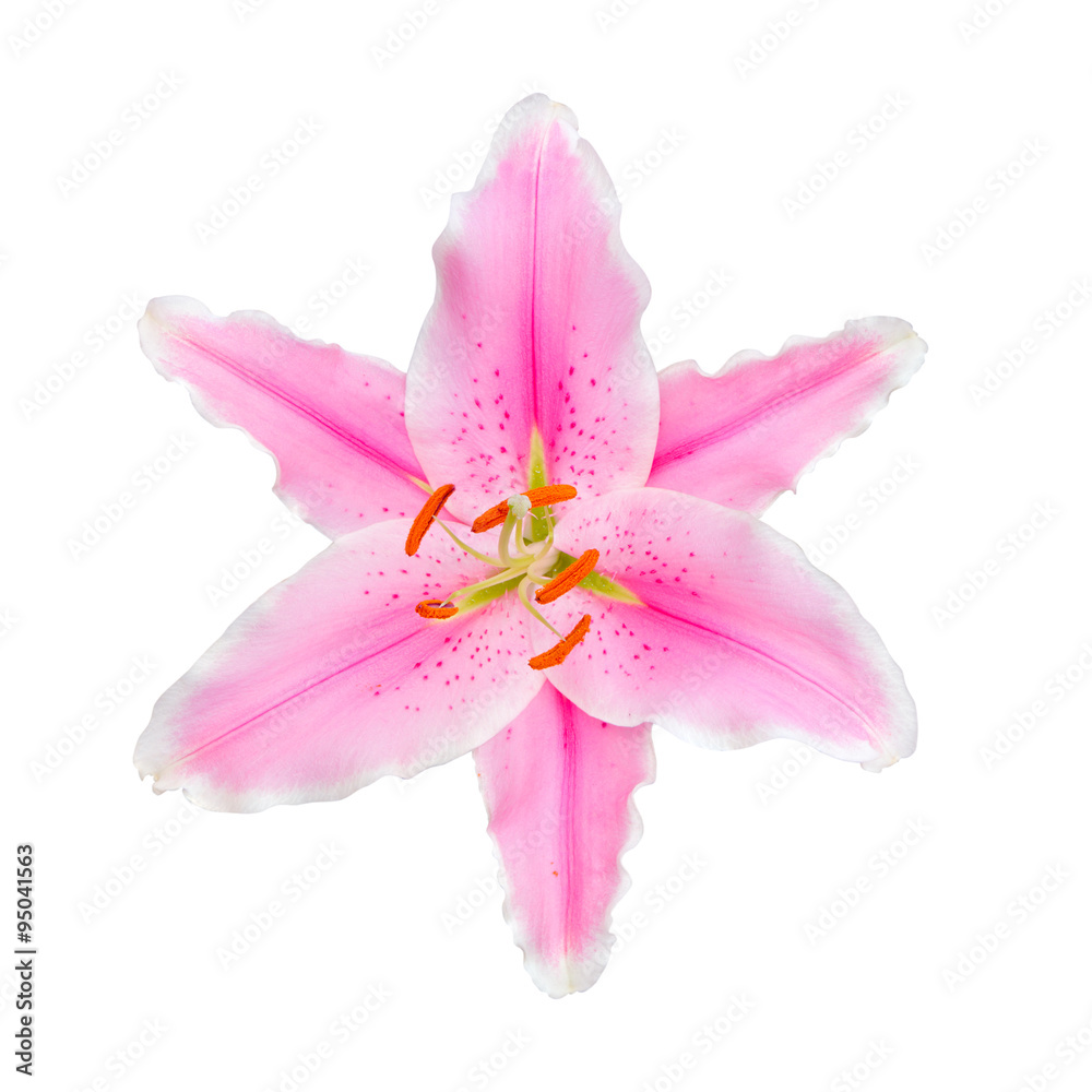 beautiful pink lily, isolated on white