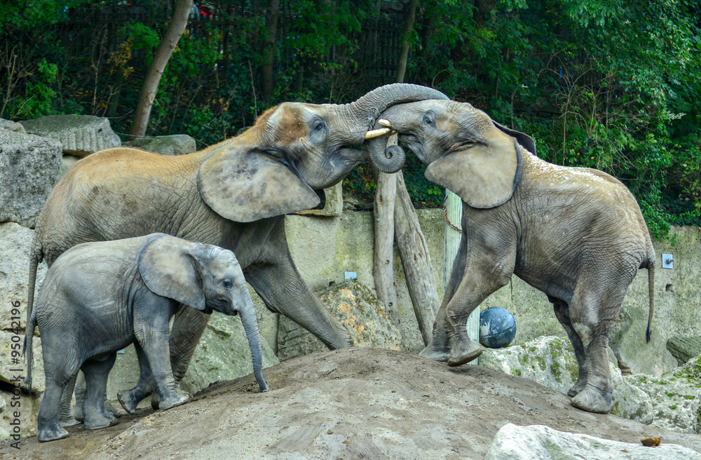 Naklejka premium Elefanten