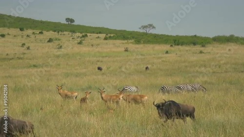 AERIAL: Wild animals in African safari
