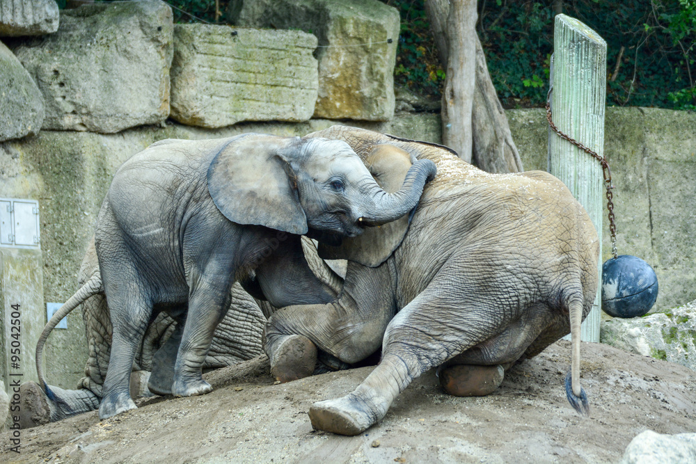 Fototapeta premium Elefanten