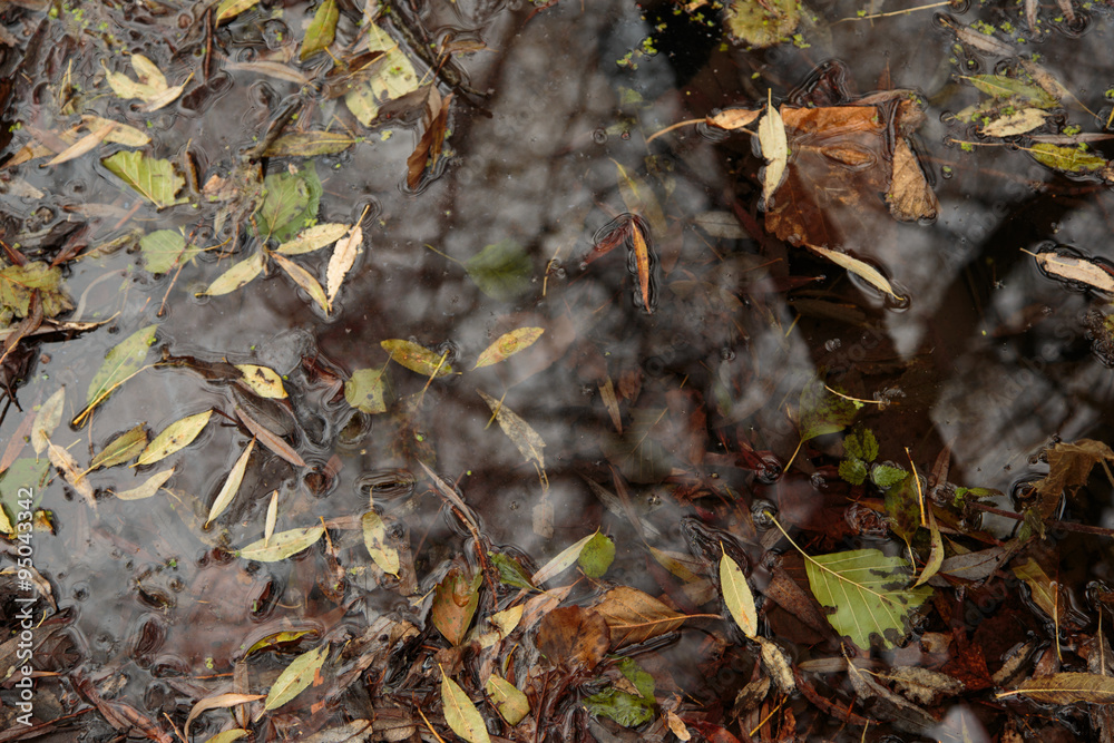 Autumn puddle with fallen leaves Autumn puddle with fallen leaves