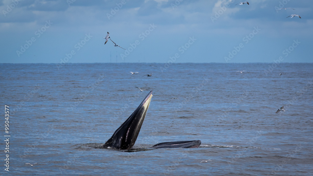 Naklejka premium The Bryde's Whale.