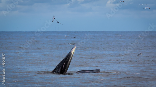 The Bryde's Whale. photo