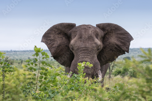 Elefant close-up portrait