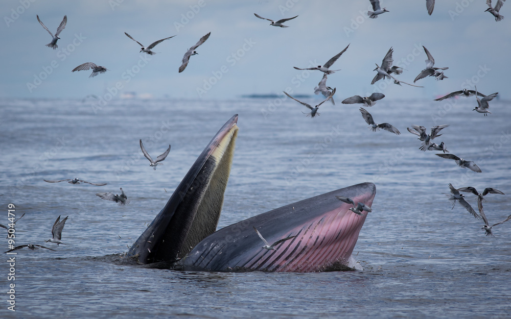 Fototapeta premium The Bryde's Whale.
