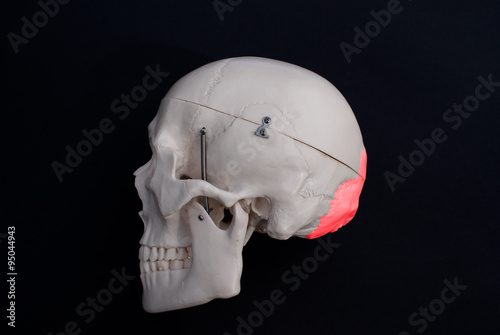 Occipital Bone 