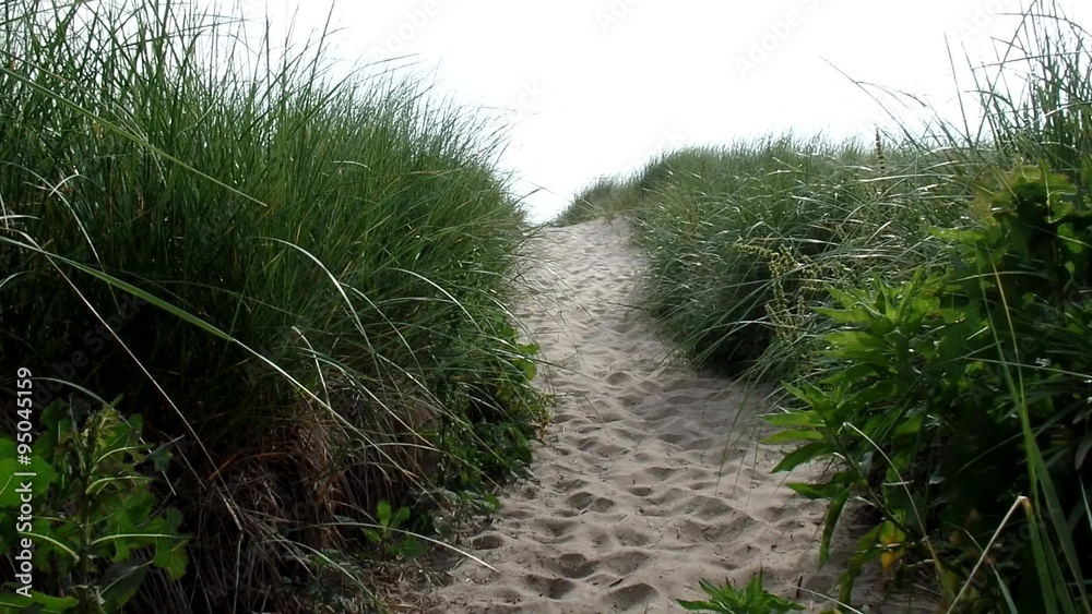 Beach grass and sand dune with blue sky Beach grass and sand dune with blue sky