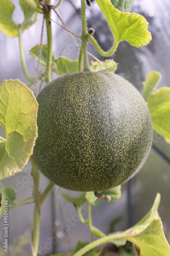 ripe melon in the greenhouse