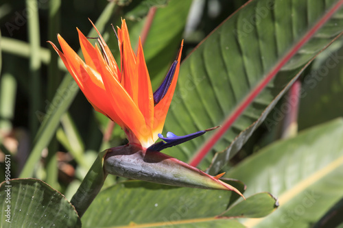 Fototapeta Naklejka Na Ścianę i Meble -  Strelitzie (Strelitziaceae) Paradiesvogelblume
