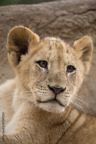 Löwenbaby, junges 1 © s_keller