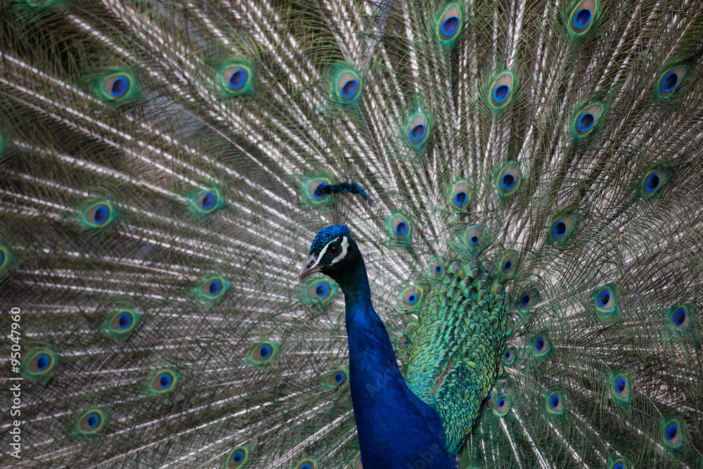 Fototapeta premium Pfau zeigt seine Farbenpracht