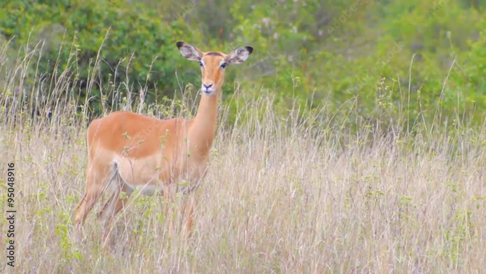 Impala in African safari Impala in African safari